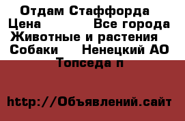 Отдам Стаффорда › Цена ­ 2 000 - Все города Животные и растения » Собаки   . Ненецкий АО,Топседа п.